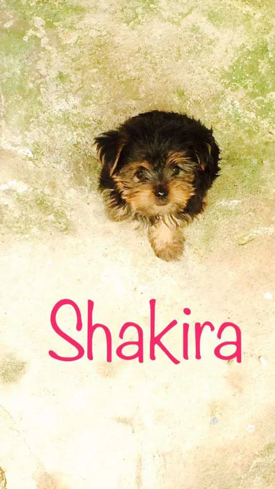 Cachorro ra a Yokshaire idade 2 a 6 meses nome Shakira