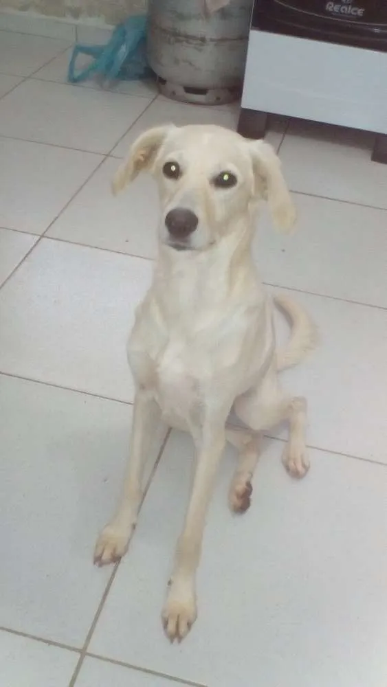 Cachorro ra a Vira lata idade 7 a 11 meses nome Baby