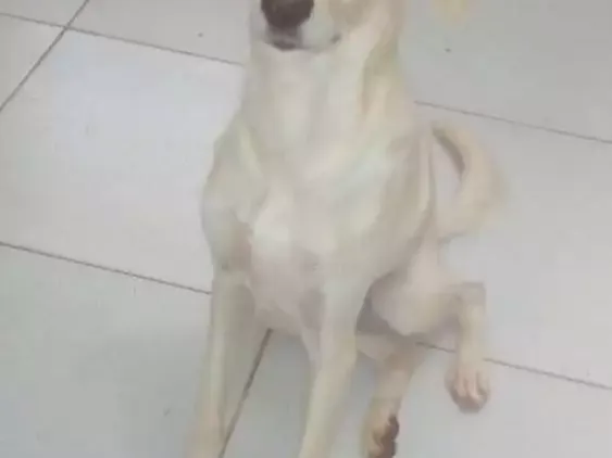 Cachorro ra a Vira lata idade 7 a 11 meses nome Baby