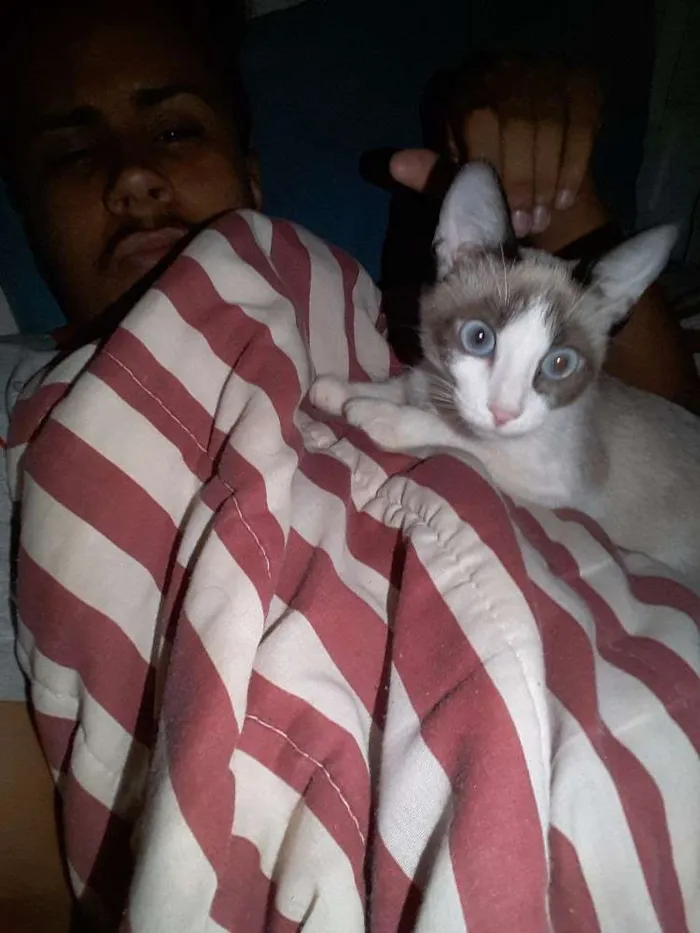 Gato ra a N/S idade Abaixo de 2 meses nome Mel