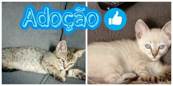 Gato raça N definida idade 2 a 6 meses nome Filhotes