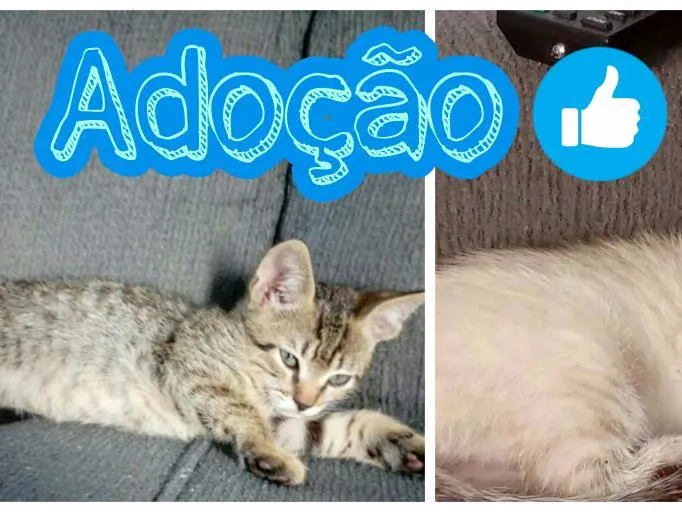 Gato raça N definida idade 2 a 6 meses nome Filhotes