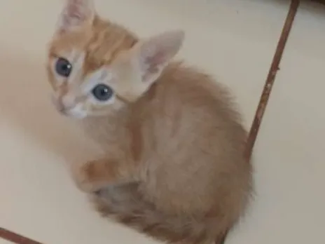 Gato ra a  idade 2 a 6 meses nome Galego