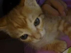 Gato raça  idade 2 a 6 meses nome Galego