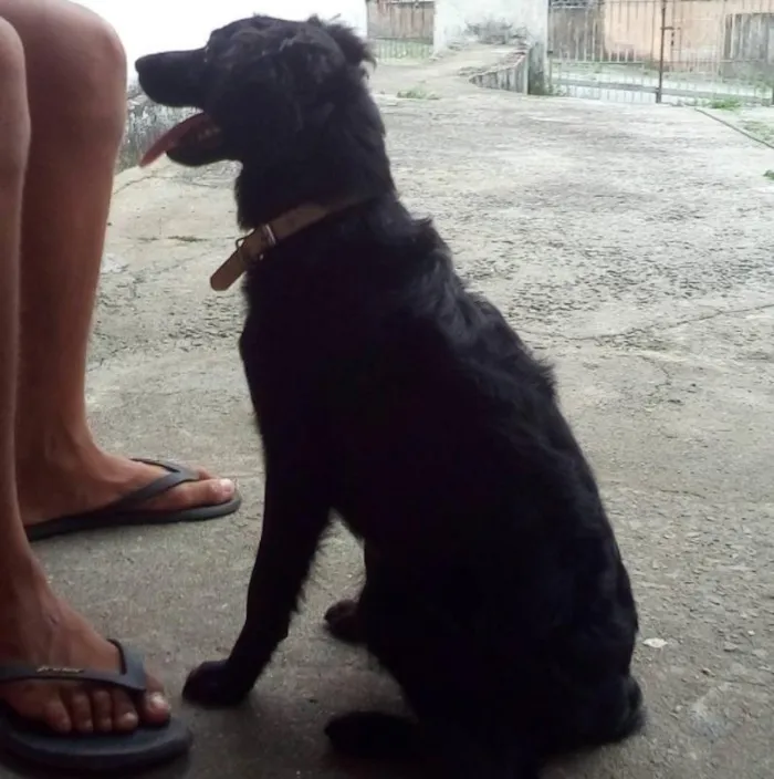 Cachorro ra a Vira lata idade 2 anos nome Diana