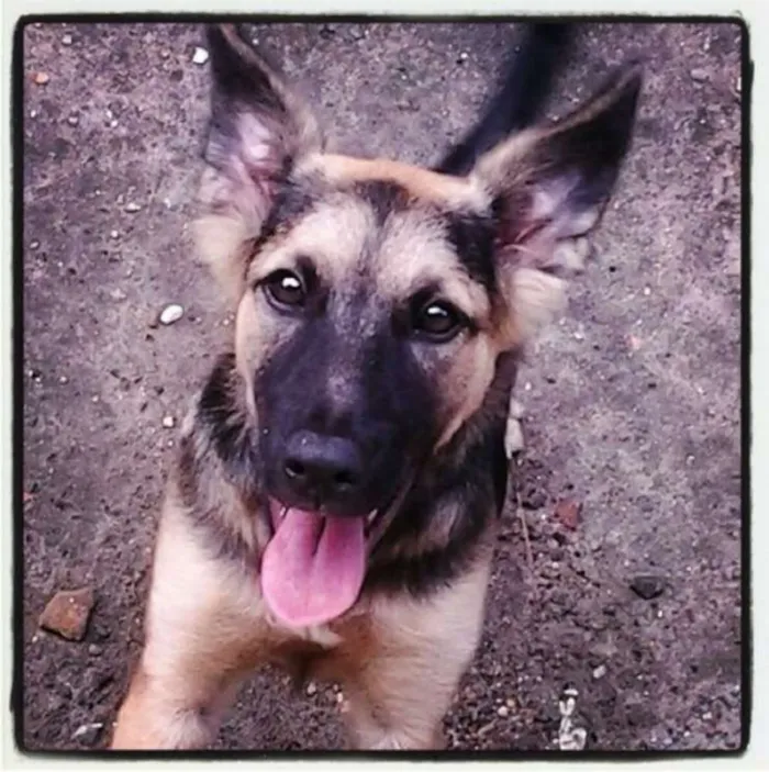 Cachorro ra a vira-lata idade 2 anos nome Nega