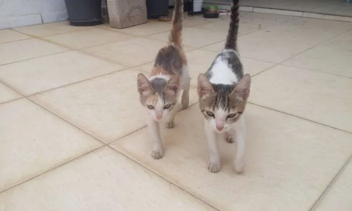 Gato raça Não sei idade 2 a 6 meses nome Fominha