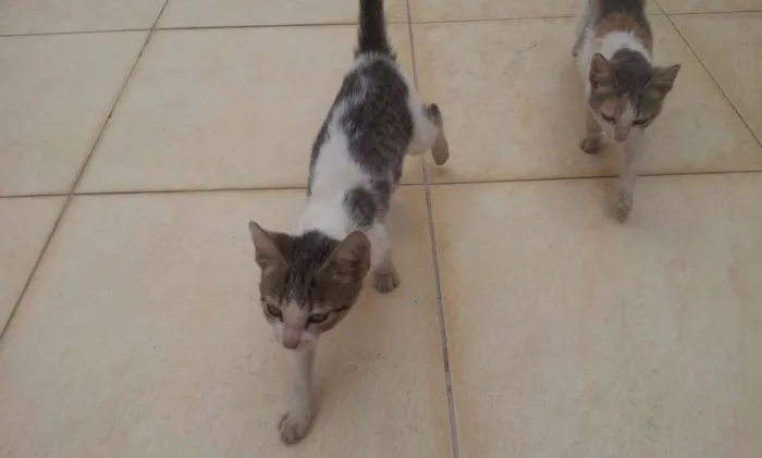 Gato raça Não sei idade 2 a 6 meses nome Fominha