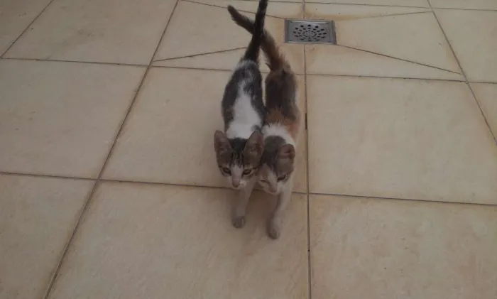 Gato raça Não sei idade 2 a 6 meses nome Fominha