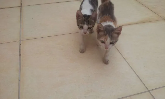 Gato raça Não sei idade 2 a 6 meses nome Fominha