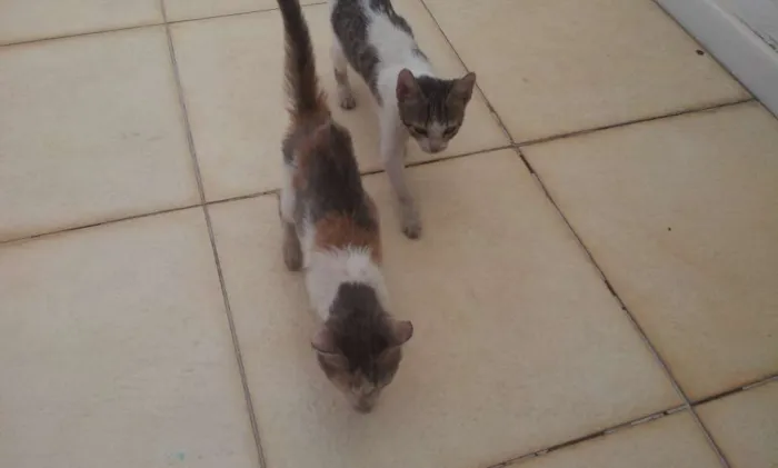Gato raça Não sei idade 2 a 6 meses nome Fominha
