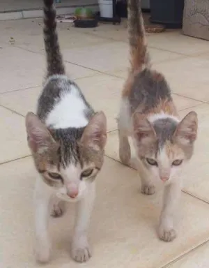 Gato raça Não sei idade 2 a 6 meses nome Fominha