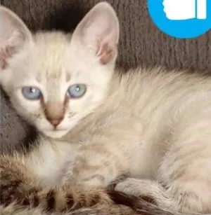 Gato raça N definida idade 2 a 6 meses nome Filhotes