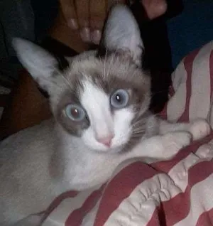 Gato raça N/S idade Abaixo de 2 meses nome Mel