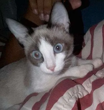 Gato ra a N/S idade Abaixo de 2 meses nome Mel