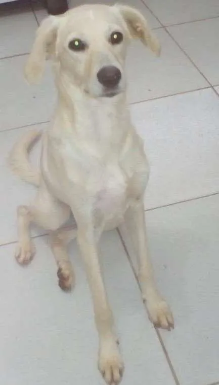 Cachorro ra a Vira lata idade 7 a 11 meses nome Baby