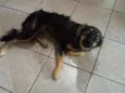 Tuga