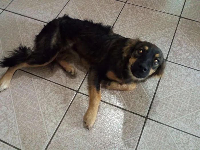 Cachorro ra a Viralata idade 1 ano nome Tuga