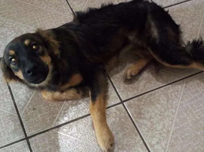 Cachorro ra a Viralata idade 1 ano nome Tuga