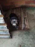 Lola