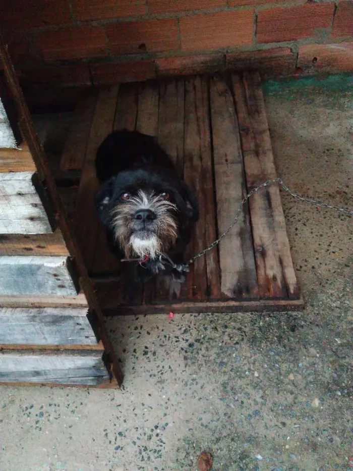 Cachorro ra a Mestiço idade 1 ano nome Lola