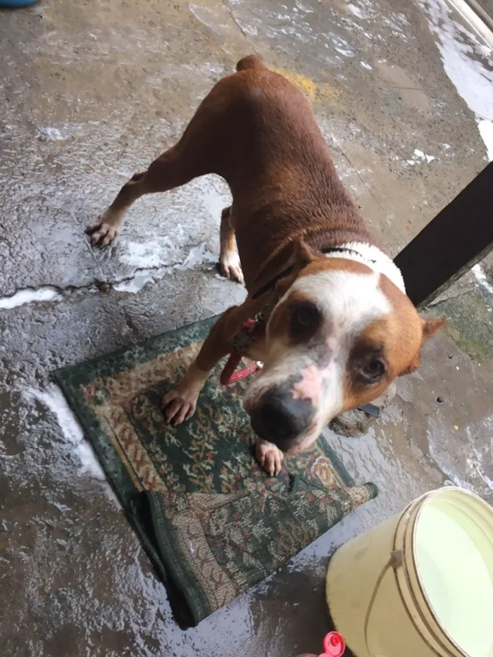 Cachorro raça Pitbull  idade 4 anos nome Sansão 