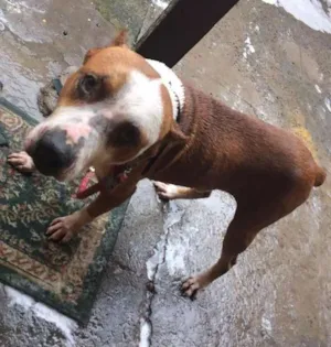 Cachorro raça Pitbull  idade 4 anos nome Sansão 