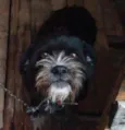 Lola