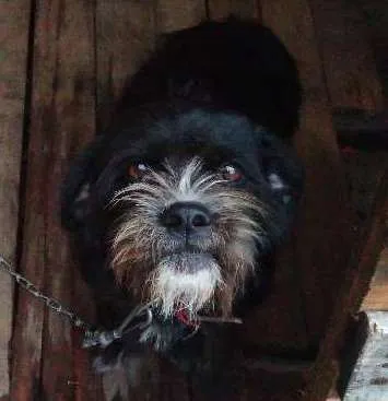 Cachorro ra a Mestiço idade 1 ano nome Lola