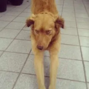 Cachorro raça Miusturado idade 5 anos nome Piter