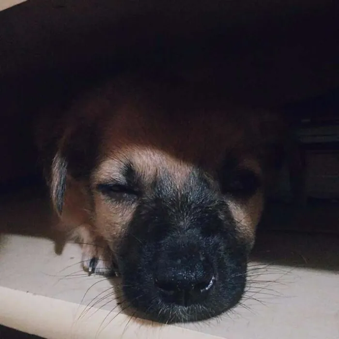 Cachorro raça SRD idade Abaixo de 2 meses nome Sem Nome