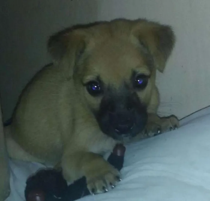 Cachorro raça SRD idade Abaixo de 2 meses nome Sem Nome
