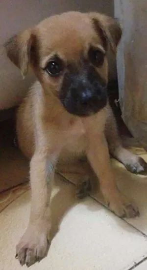 Cachorro raça SRD idade Abaixo de 2 meses nome Sem Nome