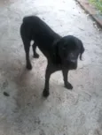 Negão