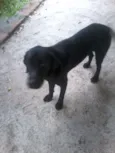 Negão
