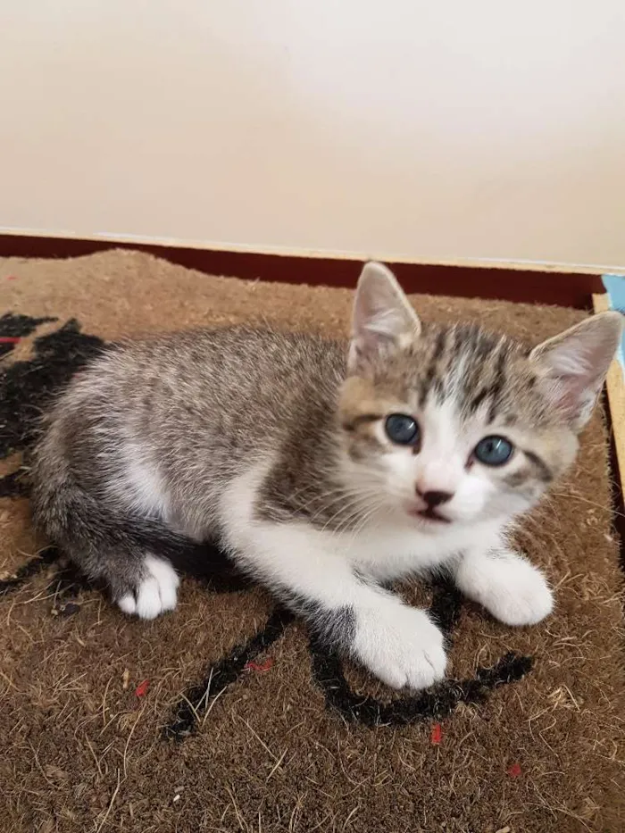 Gato ra a Não tem  idade Abaixo de 2 meses nome Sem nome