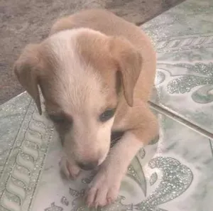 Cachorro raça vira-lata  idade Abaixo de 2 meses nome Filhote 