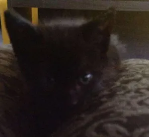 Gato raça Sem raça  idade Abaixo de 2 meses nome Sem nome