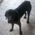Negão