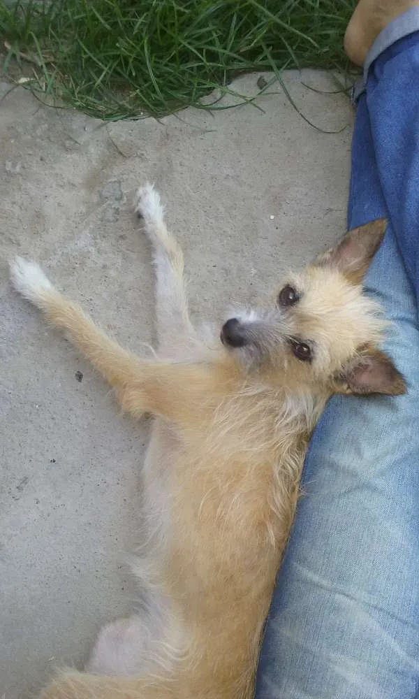 Cachorro ra a indefinida idade 4 anos nome sofia