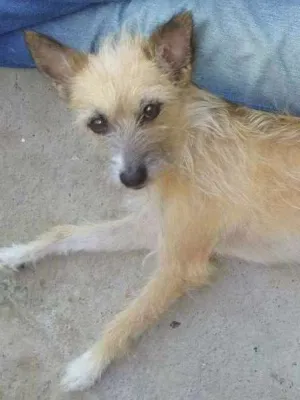 Cachorro raça indefinida idade 4 anos nome sofia