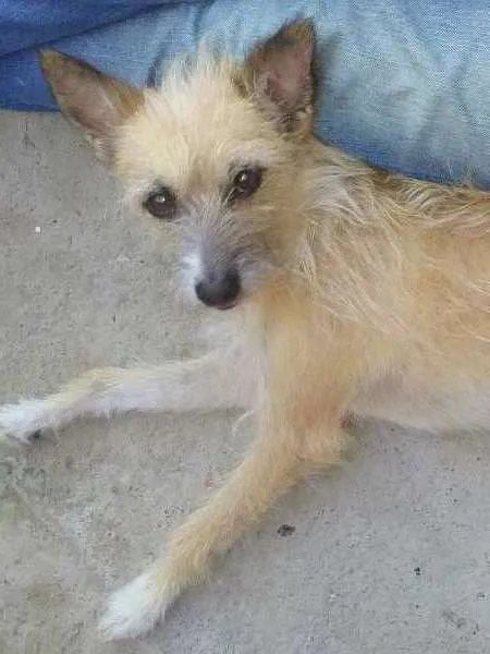 Cachorro ra a indefinida idade 4 anos nome sofia