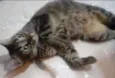 Caju e Amora
