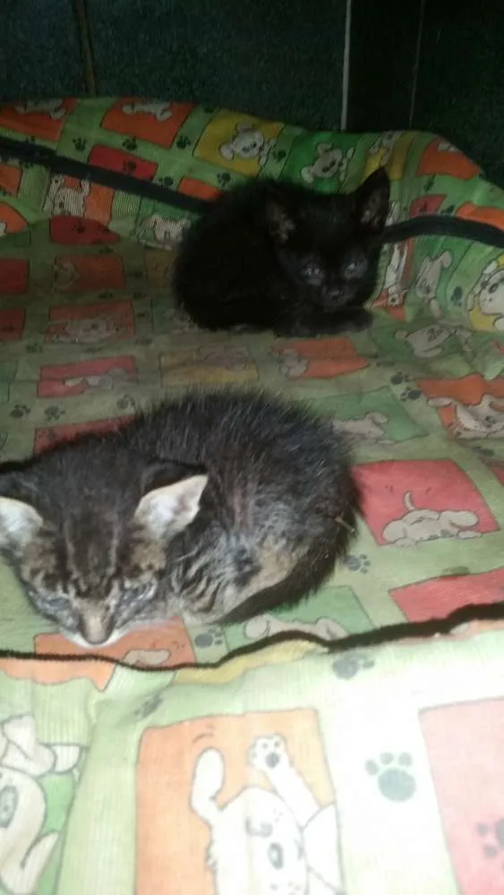 Gato ra a  idade Abaixo de 2 meses nome Sem nome