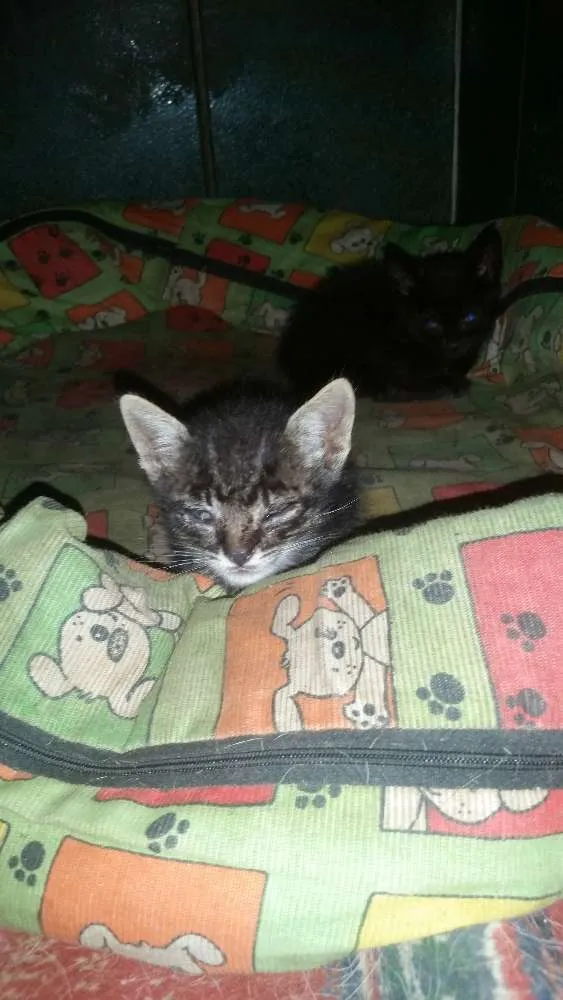 Gato ra a  idade Abaixo de 2 meses nome Sem nome