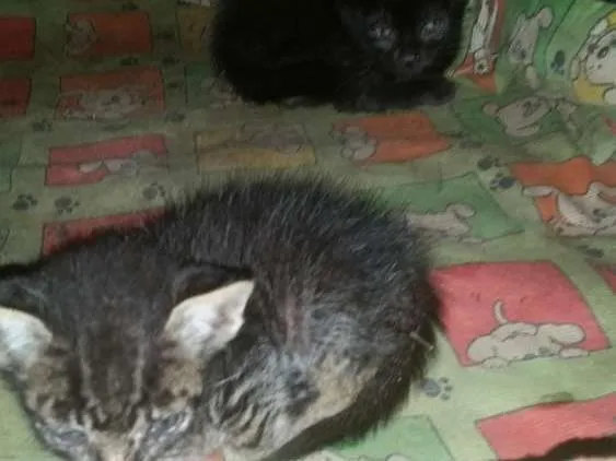 Gato ra a  idade Abaixo de 2 meses nome Sem nome
