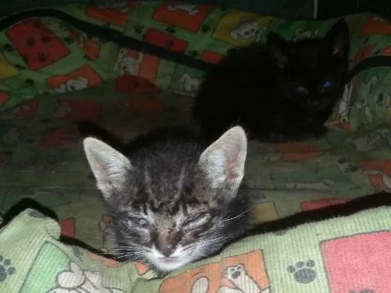 Gato ra a  idade Abaixo de 2 meses nome Sem nome
