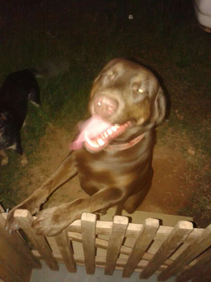 Cachorro raça labrador chocolate idade 1 ano nome kiara