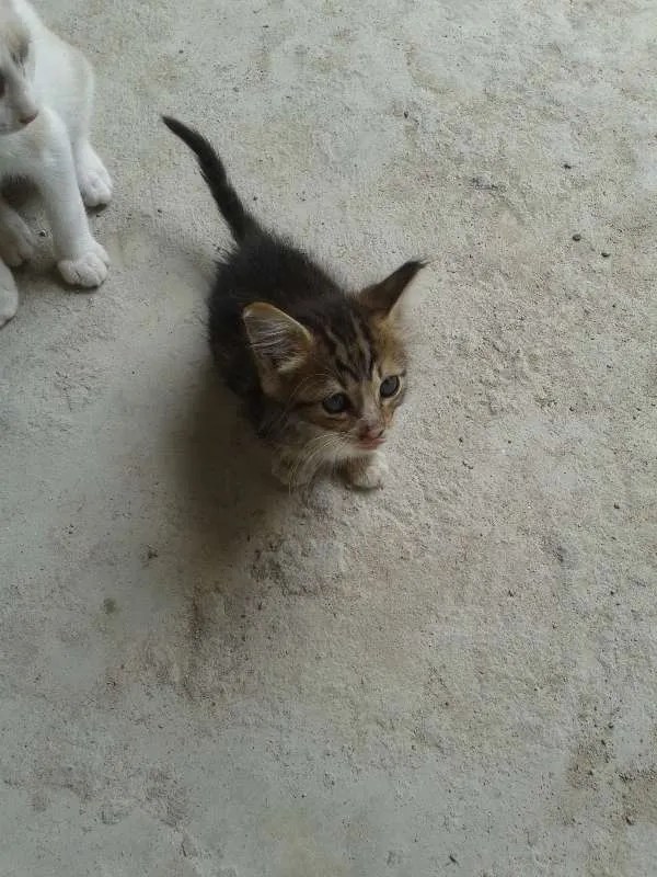 Gato ra a siames e murisco idade 2 a 6 meses nome sem nome