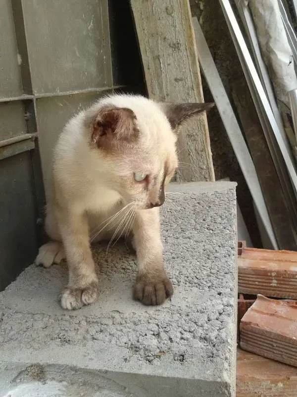 Gato ra a siames e murisco idade 2 a 6 meses nome sem nome